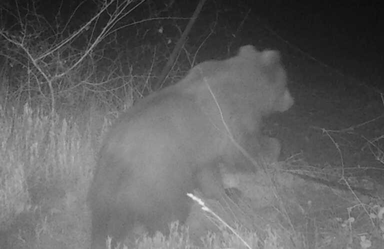 Δείτε τι άφησε πίσω στο όρος Πάικο αυτή η πεινασμένη αρκούδα - Εικόνες μετά τη νυχτερινή επιδρομή της