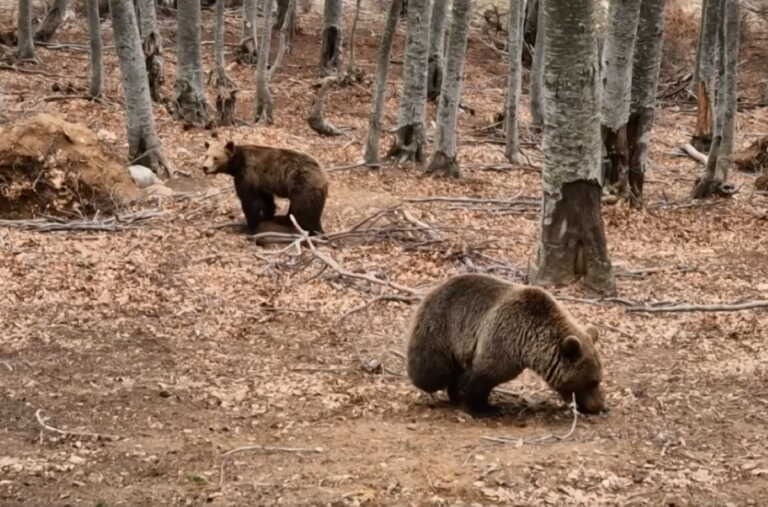 Ξύπνησαν οι αρκούδες στο Νυμφαίο και ψάχνουν για... μεζέ
