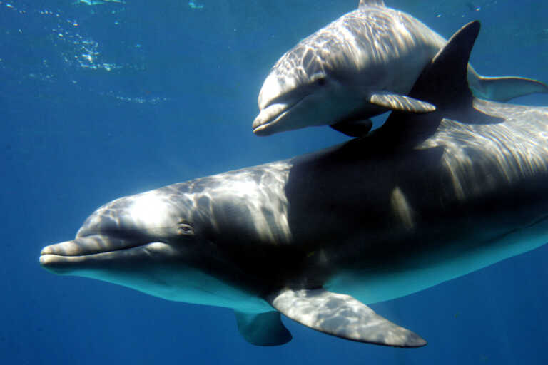 Εκπαιδευμένα δελφίνια φυλάνε τη ρωσική βάση της Σεβαστούπολης, λένε οι Βρετανοί