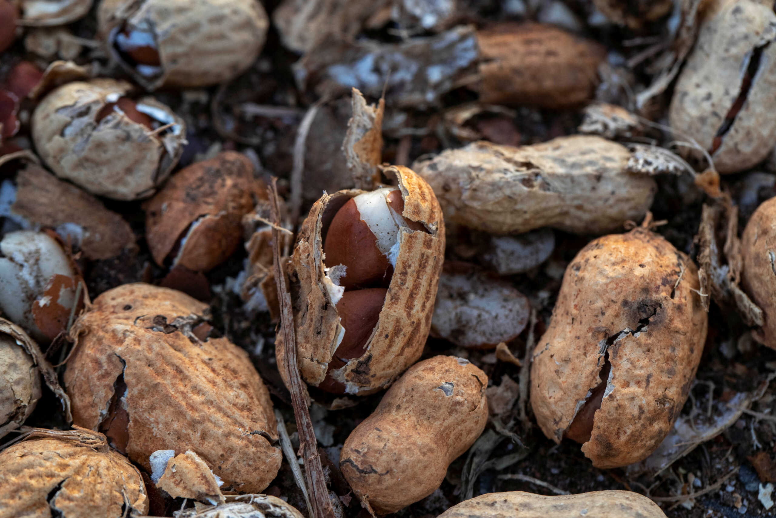 Broken peanut shells are scattered along South Bond Street in downtown Plains, Georgia, U.S., February 21, 2023. REUTERS