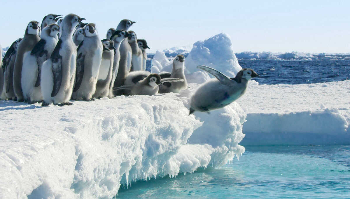 Frozen Planet II: Η συναρπαστική σειρά ντοκιμαντέρ του BBC αποκλειστικά στον ΣΚΑΪ