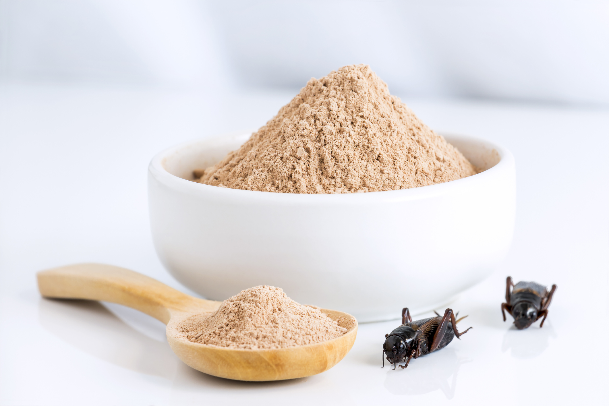 Cricket powder insect for eating as food items made of cooked insect meat in bowl and wood spoon on white background it is good source of protein edible for future. Entomophagy concept.
