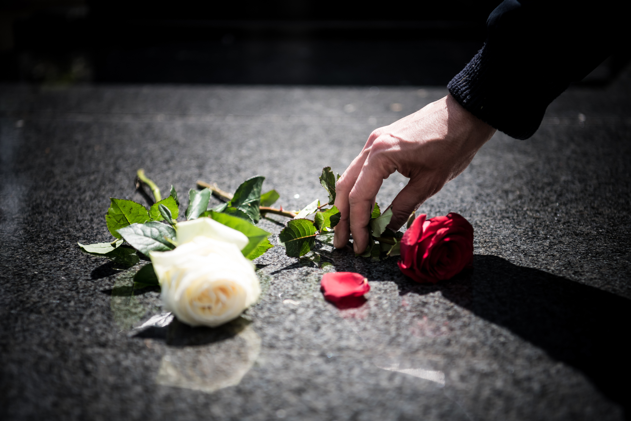 A man puts a red rose on the grave