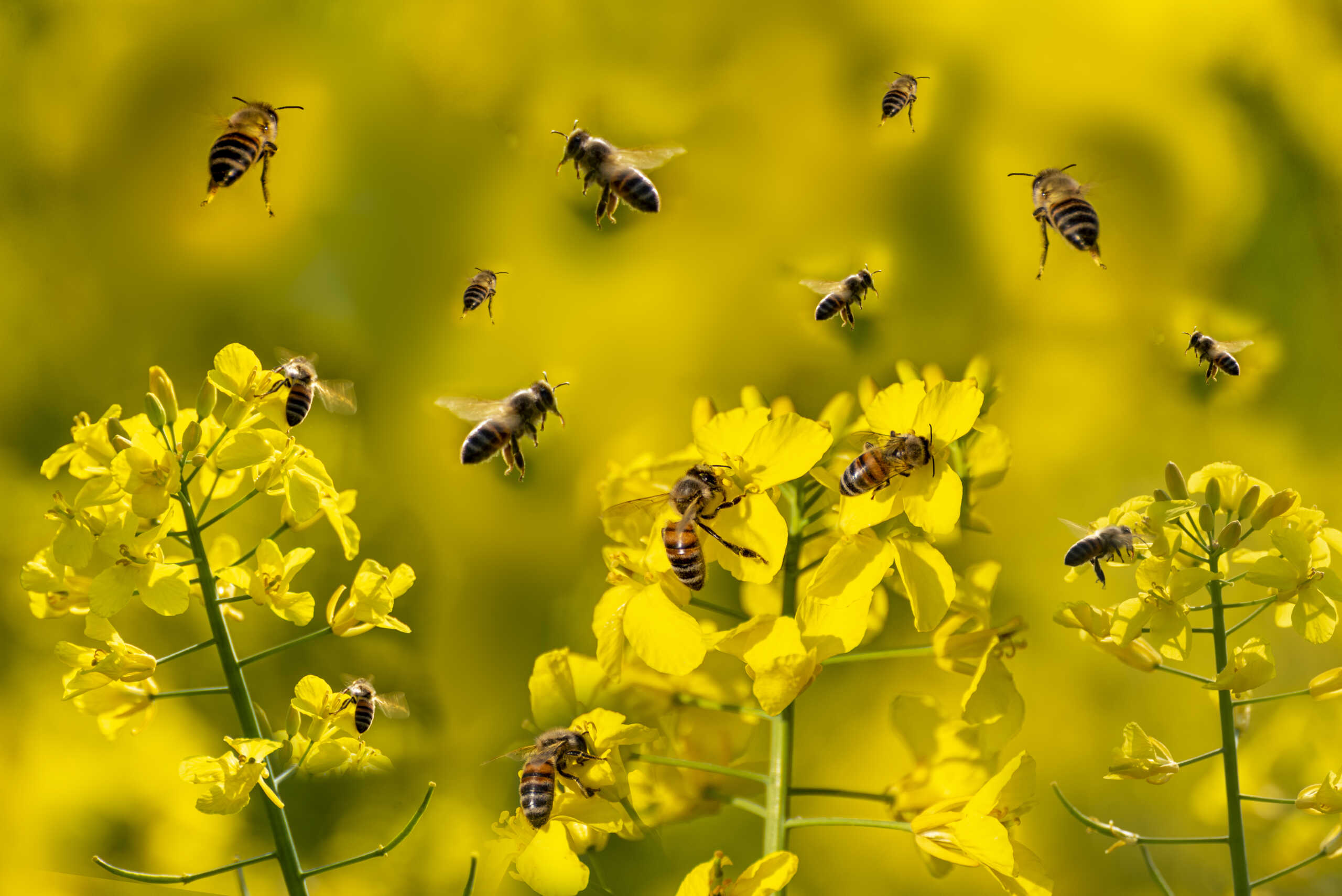 Οι μέλισσες «μιλούν» για την υγεία των κατοίκων των πόλεων