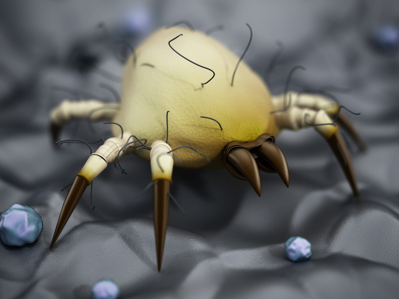 Dust mite under microscope.