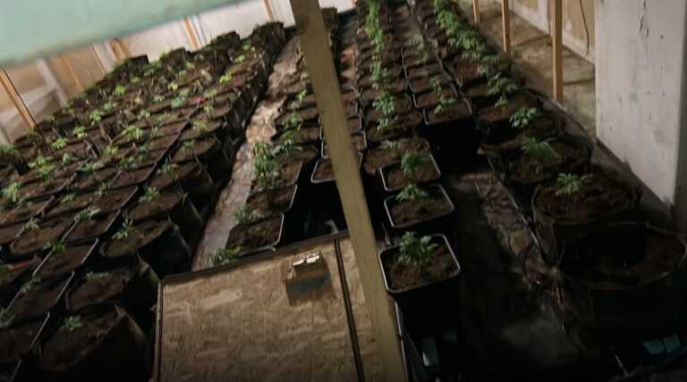 Έπιασαν εγκληματική οργάνωση που καλλιεργούσε υδροπονική κάνναβη στην περιοχή του Ρέντη