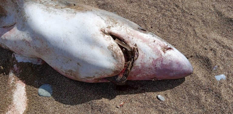 Μεγάλος καρχαρίας ξεβράστηκε στην Κίσσαμο - Εντυπωσιακές εικόνες