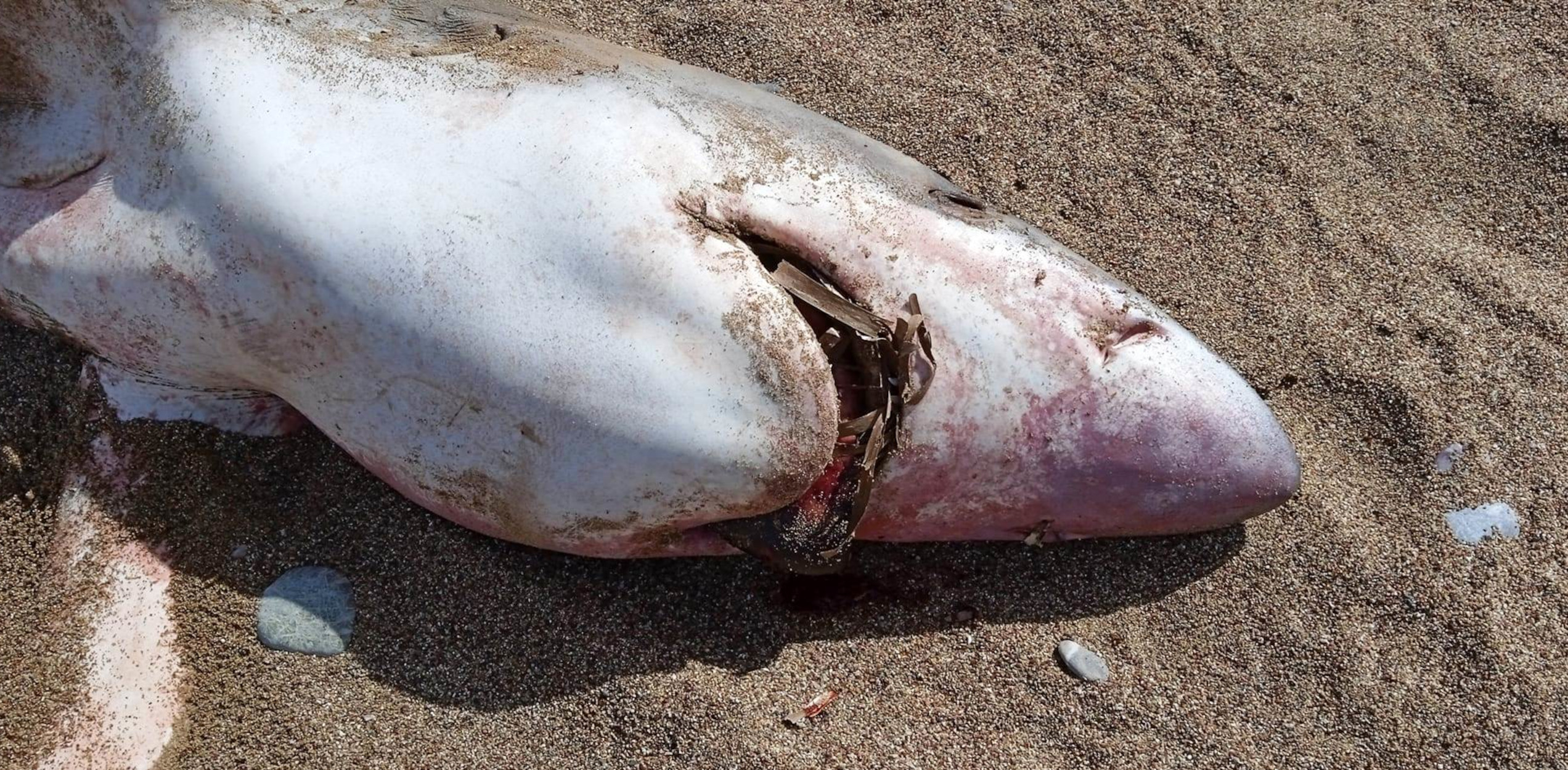 Χανιά: Μεγάλος καρχαρίας ξεβράστηκε στην Κίσσαμο