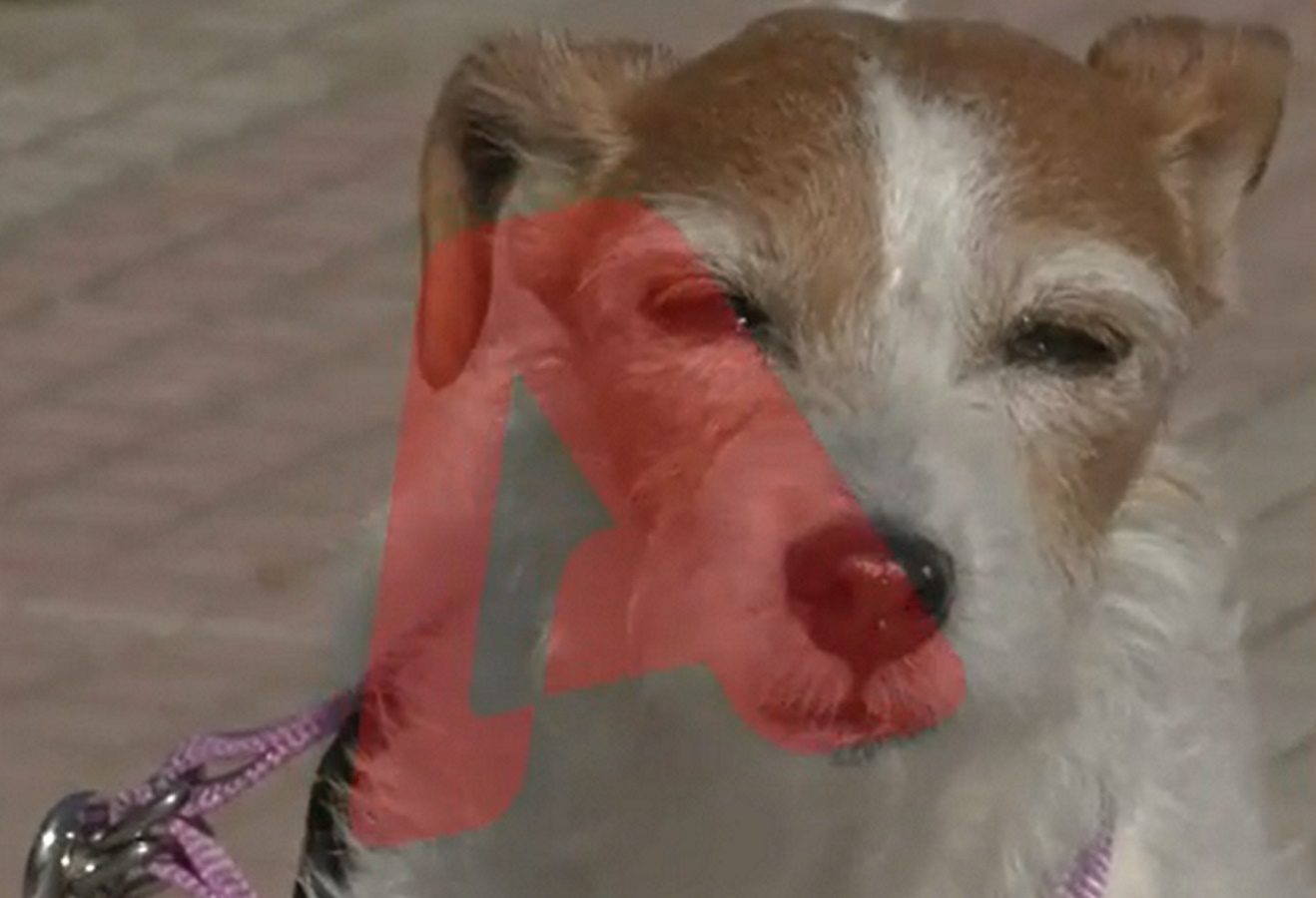 Τέμπη: Το σκυλάκι του αδικοχαμένου Βάιου και της συντρόφου του, τους αναζητούσε στα συντρίμμια