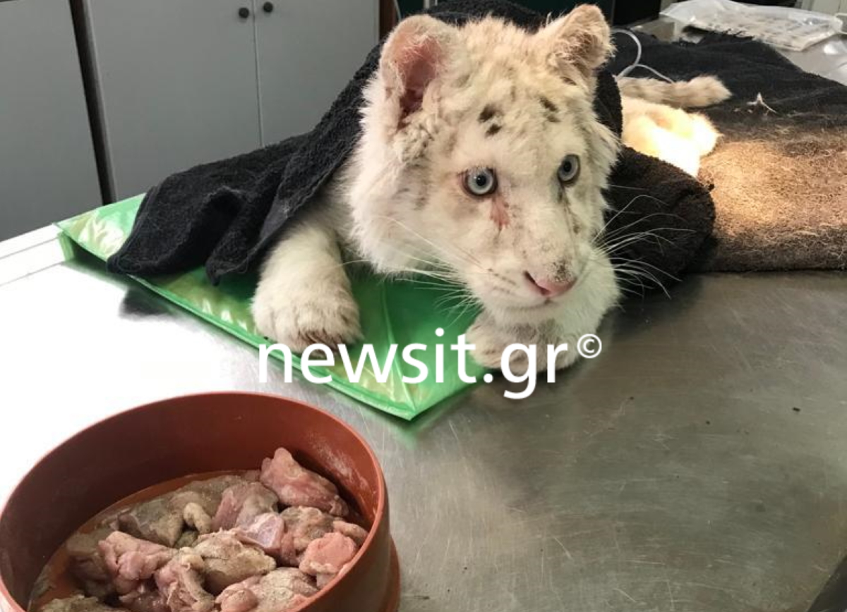 Αττικό Πάρκο: Λευκό τιγράκι βρέθηκε εγκαταλελειμμένο στα σκουπίδια