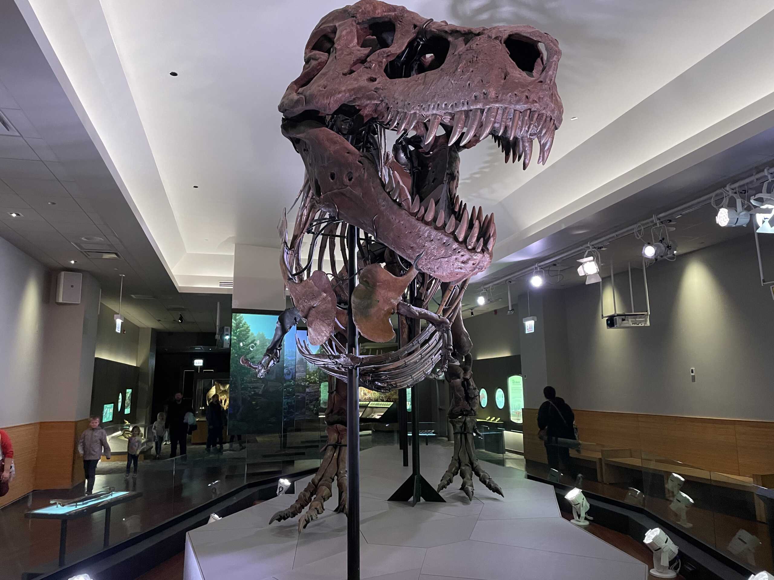Τυραννόσαυρος Ρεξ: Ανατροπή σε όσα ξέραμε για τα τεράστια δόντια του – Τι αποκαλύπτει νέα έρευνα