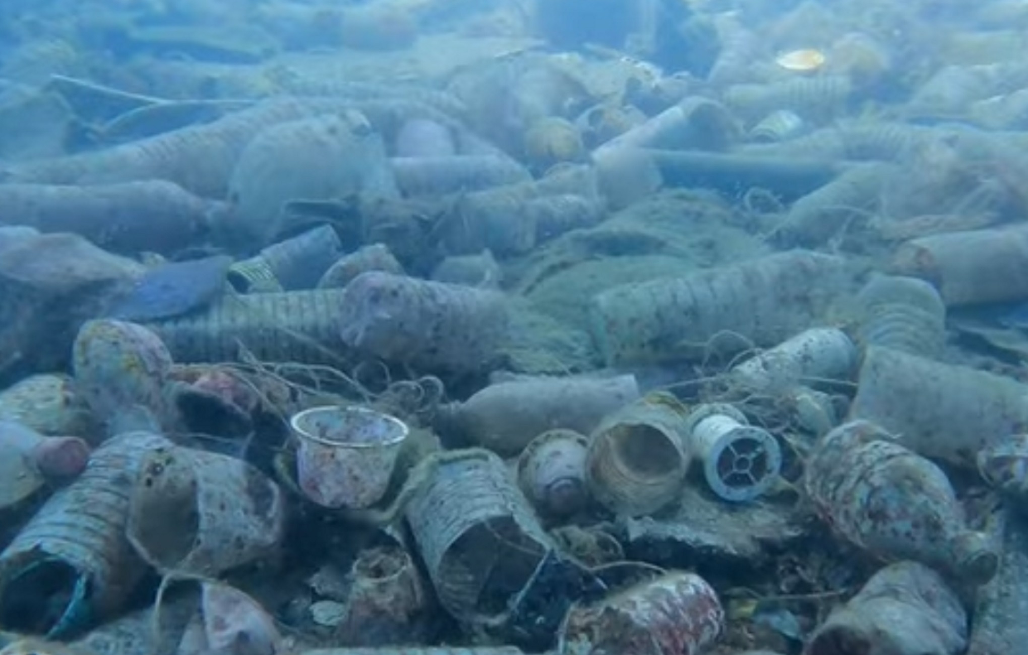 Χαλκιδική: Ο βυθός παραλίας στο Πόρτο Κουφό έκρυβε μια απέραντη χωματερή, βίντεο