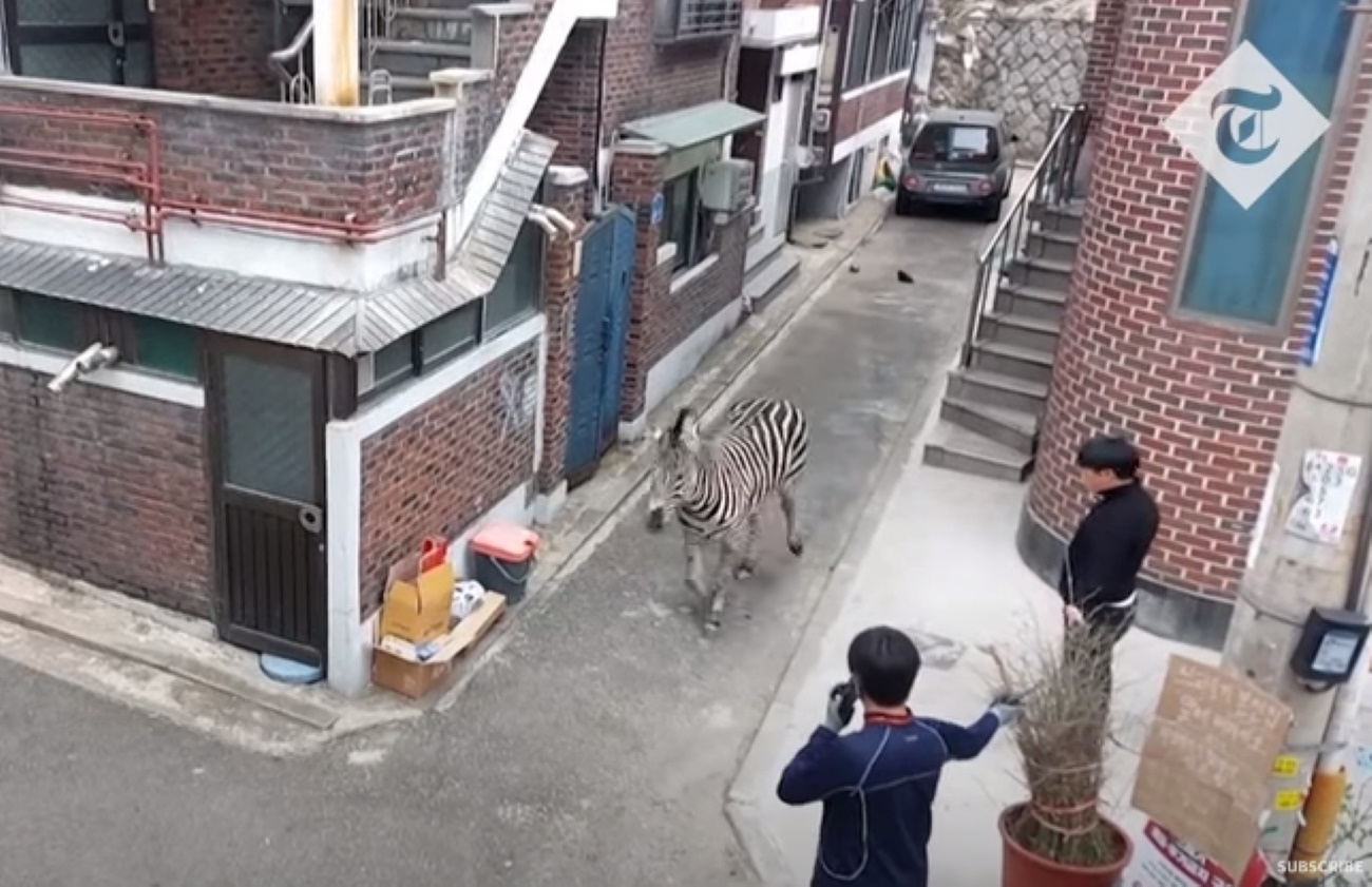 Ζέβρα το έσκασε από ζωολογικό κήπο και περιφερόταν στους δρόμους της Σεούλ – Απίστευτες εικόνες