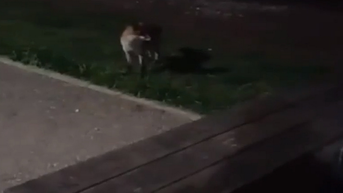 Θεσσαλονίκη: Αλεπού παίζει καθημερινά με σκυλάκια στο ρέμα της Πυλαίας