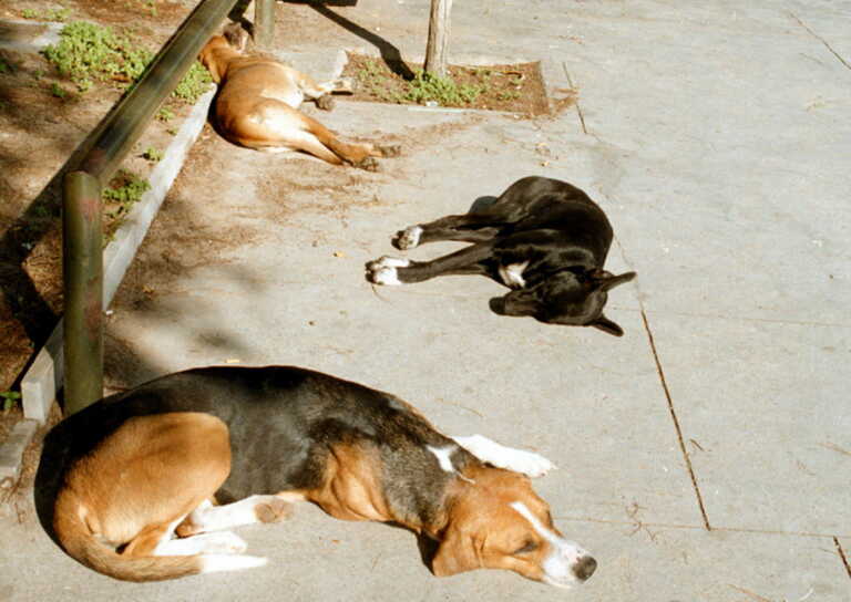 Ηράκλειο: Νέα κτηνωδία με θύματα αδέσποτα – Σκότωσαν 4 σκυλιά και μια γάτα