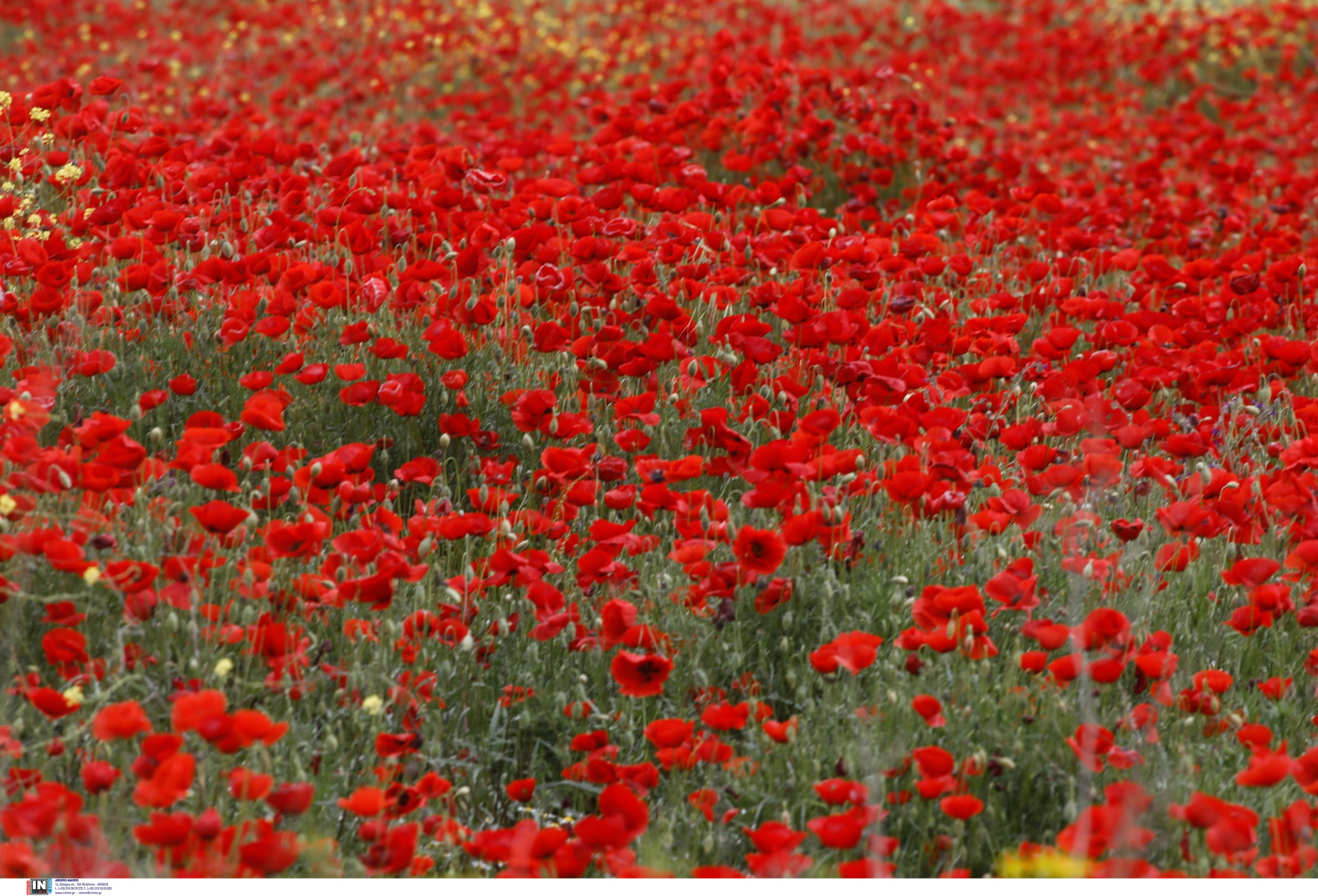 Καιρός αύριο: Ανοιξιάτικη Μεγάλη Πέμπτη με άνοδο θερμοκρασίας και ομίχλες – Αναλυτική πρόγνωση