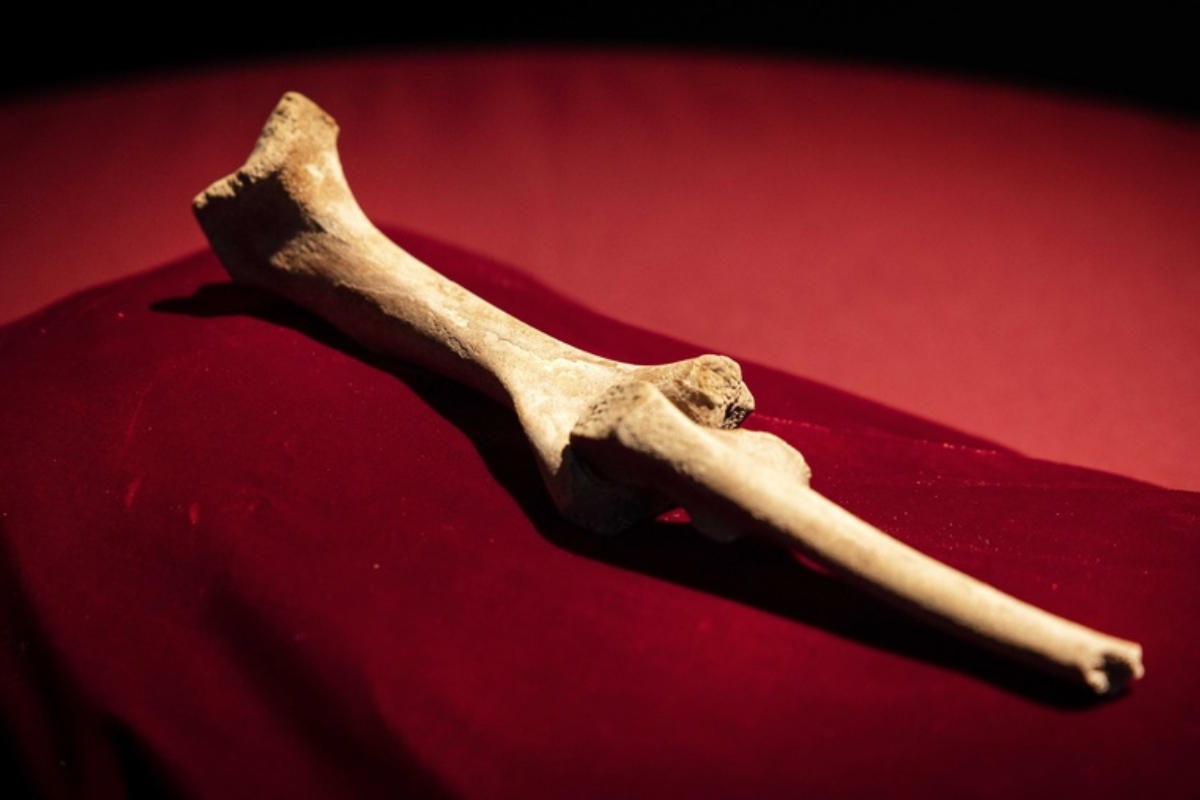 Νέα τεχνική ανάλυσης αρχαίων οστών έρχεται να δώσει απαντήσεις για την εξέλιξη του ανθρώπου
