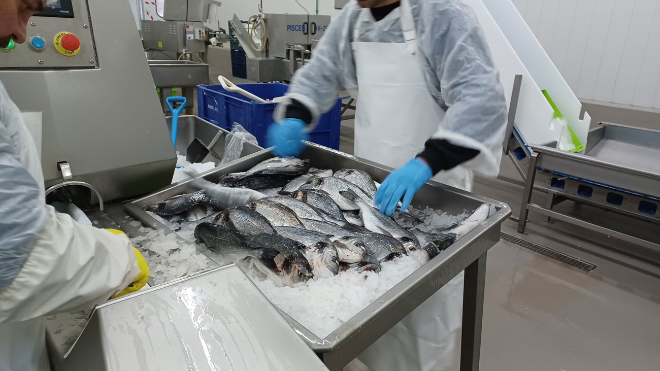 Philosofish: Έσοδα 120 εκατ. ευρώ κι επενδύσεις 17 εκατ. ευρώ το 2023 – Τα ψάρια Φθιώτιδας ταξιδεύουν στις αγορές του κόσμου