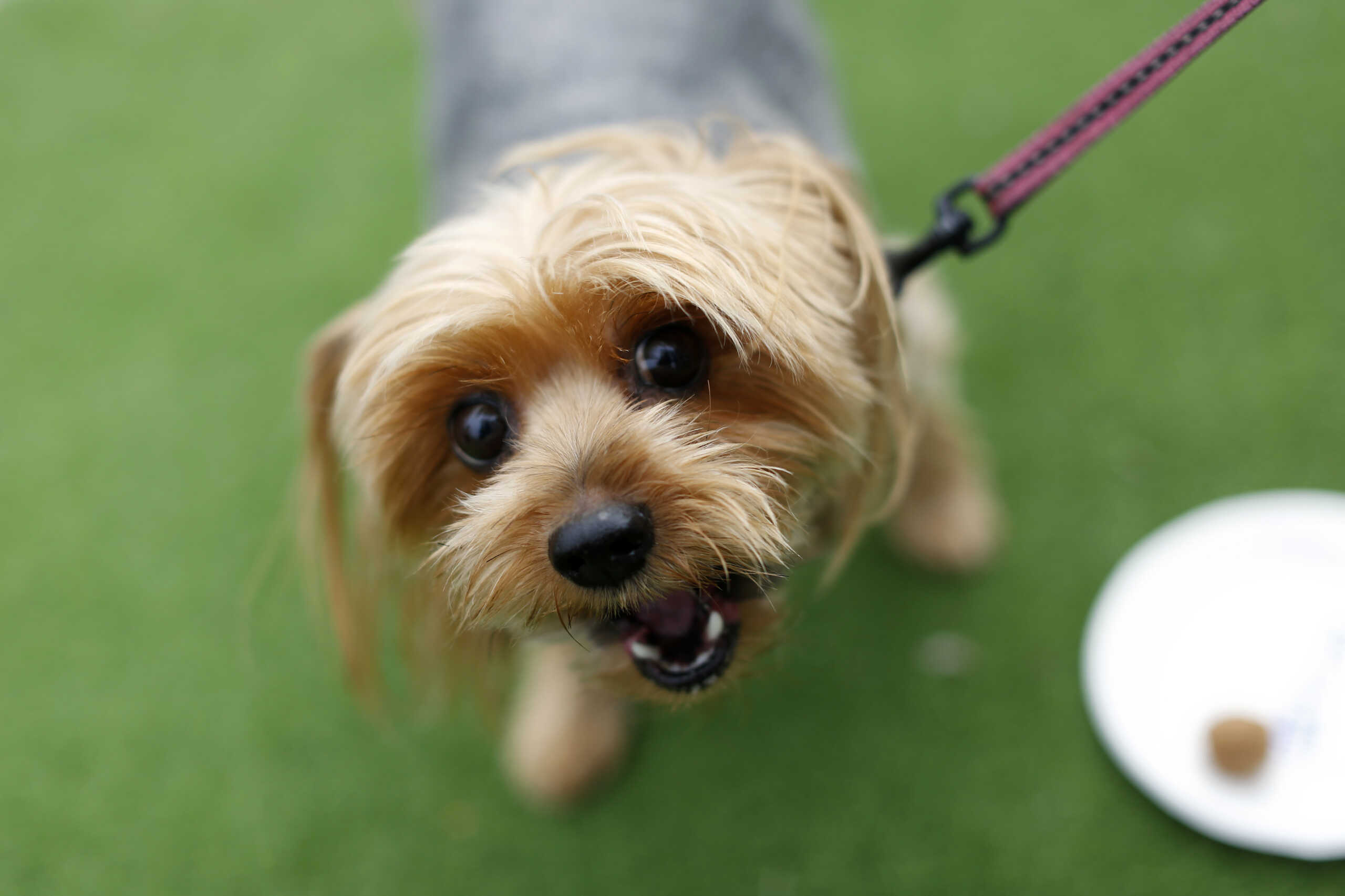 Η Αθήνα γίνεται Νέα Υόρκη και έχει μαγαζί με ειδικό μενού για τους σκύλους σας – Τέρμα οι κλεμμένες λιχουδιές