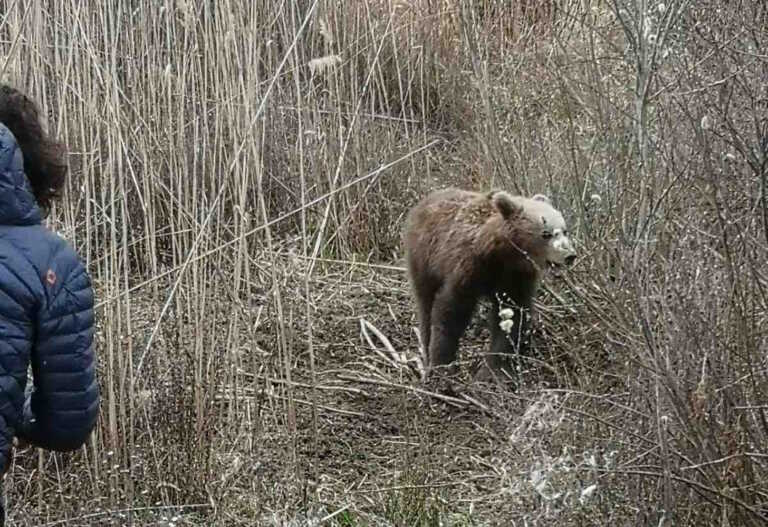 Πρέσπες: Με επιτυχία απεγκλωβίστηκε αρκούδα που είχε παγιδευτεί σε συρμάτινη θηλιά