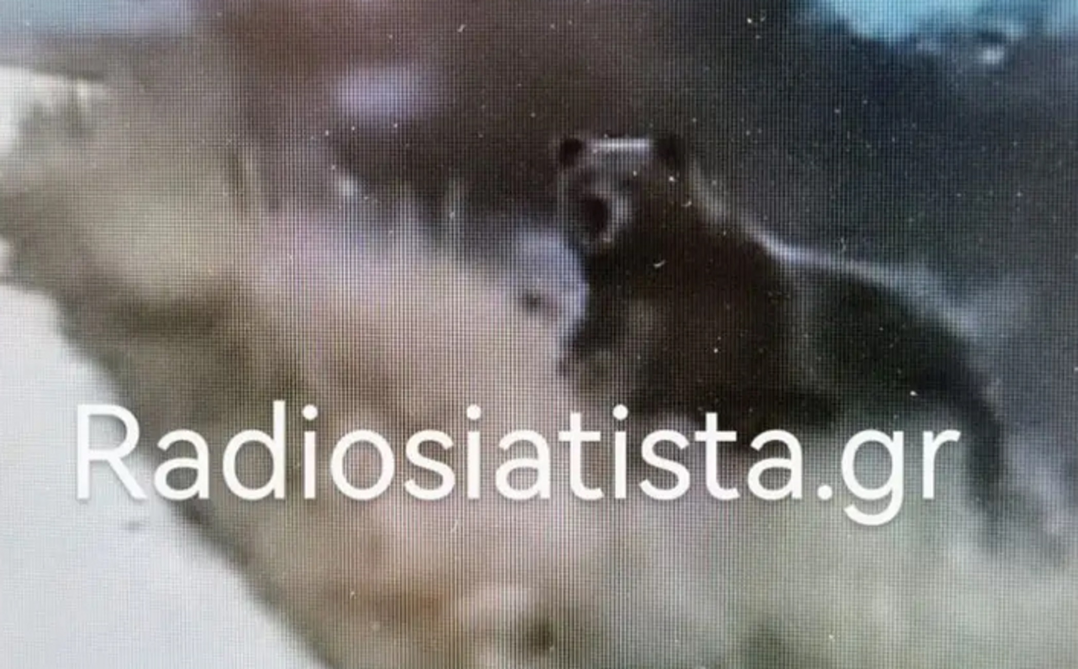 Κοζάνη: Βίντεο με οδηγό να έρχεται αντιμέτωπος με 5 αρκούδες στη Σιάτιστα