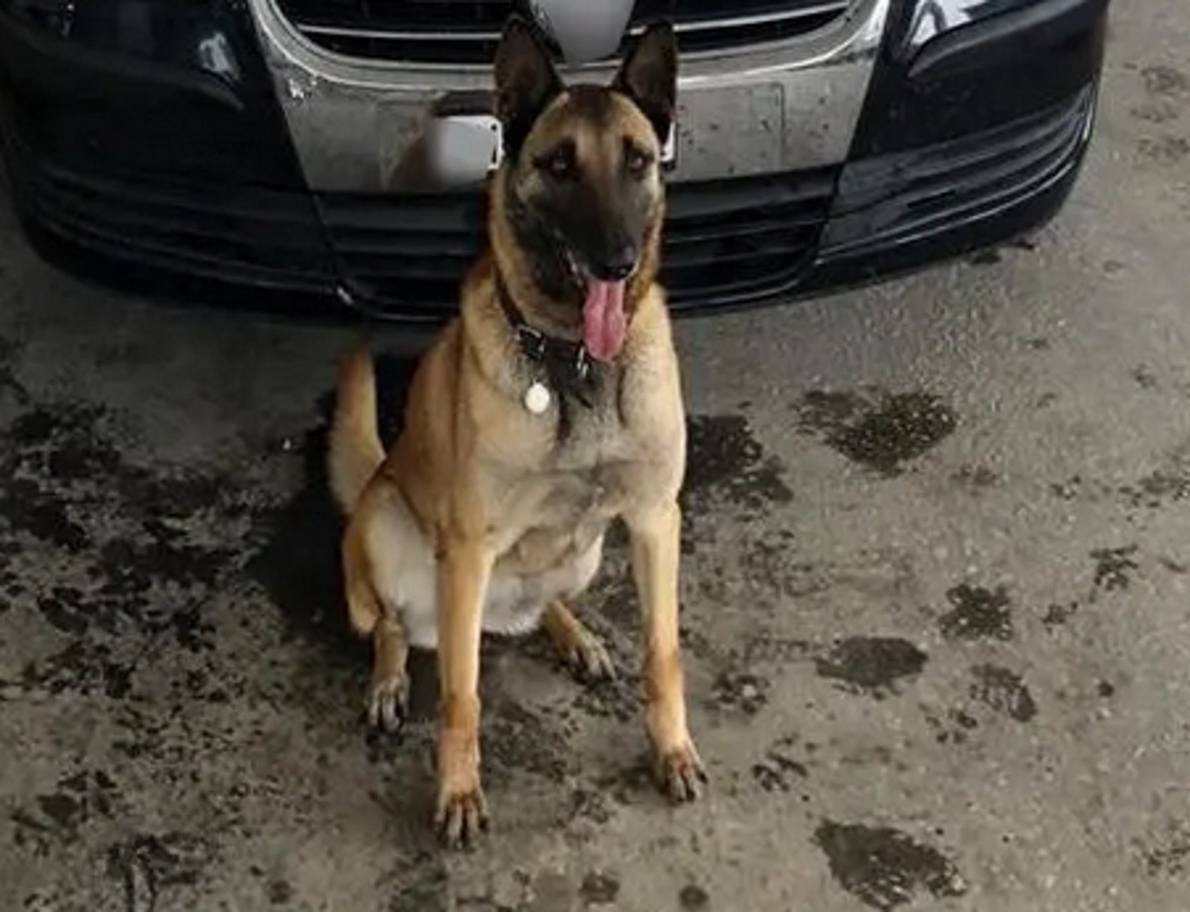 Πάσχα 2023 – Έβρος: Δείτε την αστυνομική σκυλίτσα Λάικα που πήρε ακόμα ένα «παράσημο»