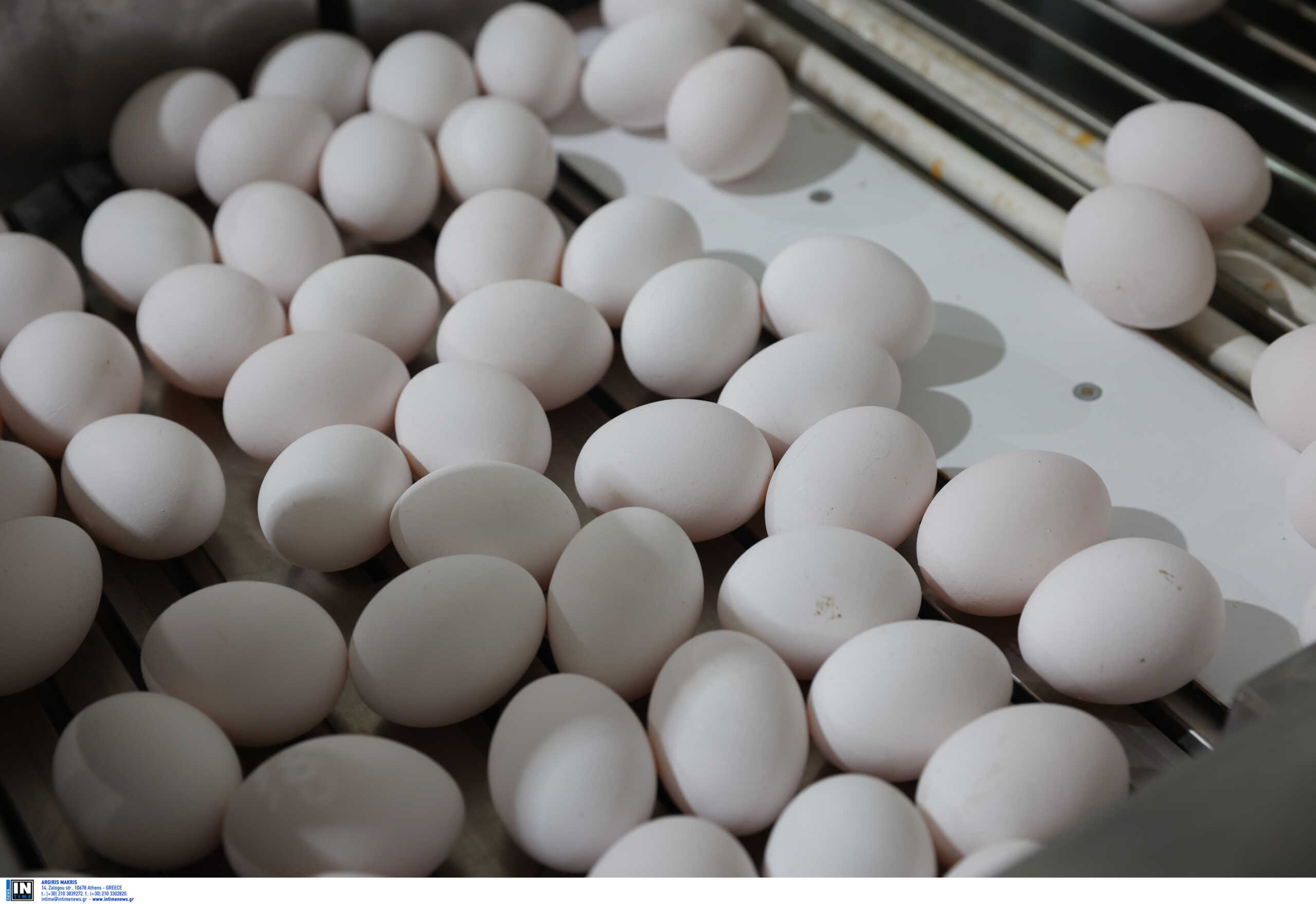 «Μπλόκο» του ΣΔΟΕ σε φορτίο με 302.400 αυγά από τη Βουλγαρία χωρίς σήμανση