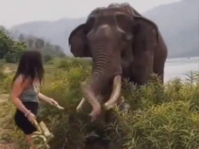 Ελέφαντας πέταξε στον αέρα γυναίκα που τον κορόιδευε με μπανάνες - Σοκαριστικό βίντεο