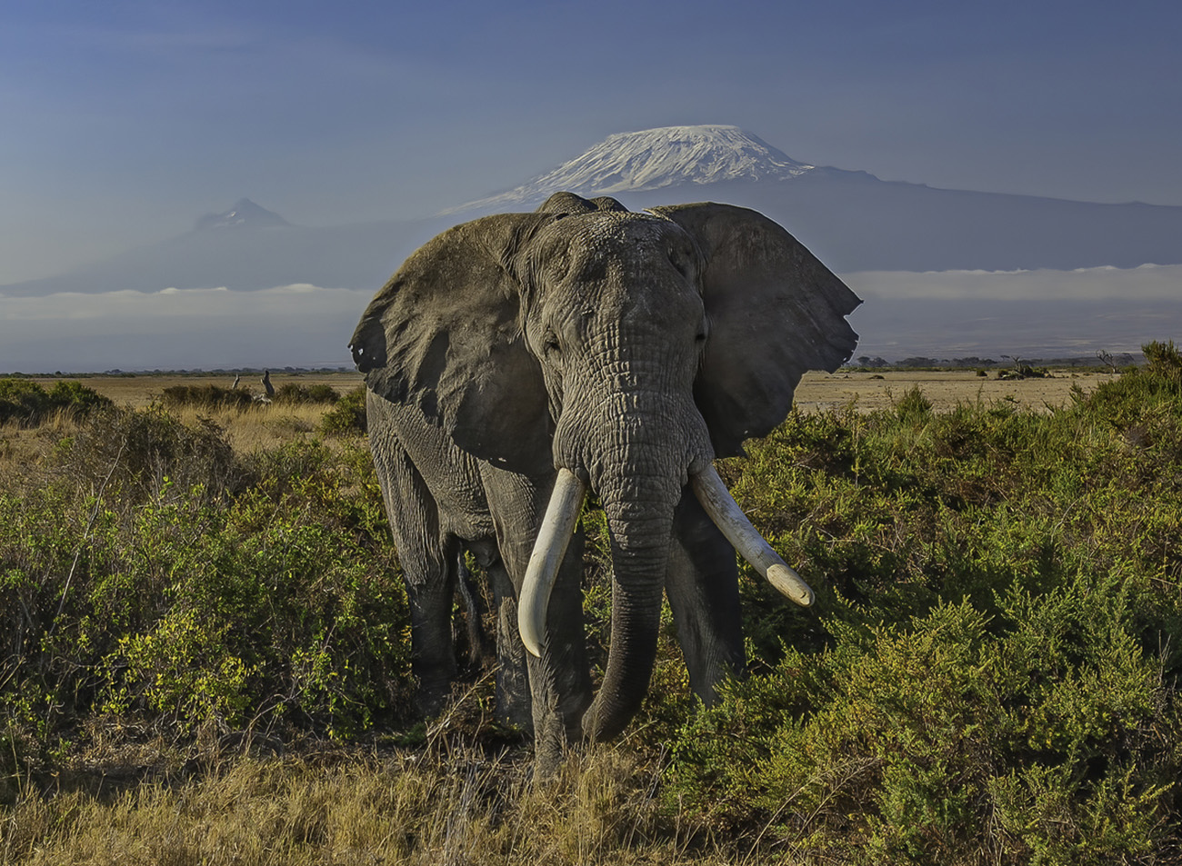 The African bush elephant or African savanna elephant (Loxodonta africana) is the larger of the two species of African elephant. Amboseli National Park, Kenya. Eating a bush while standing in front of Mount Kilimanjaro.