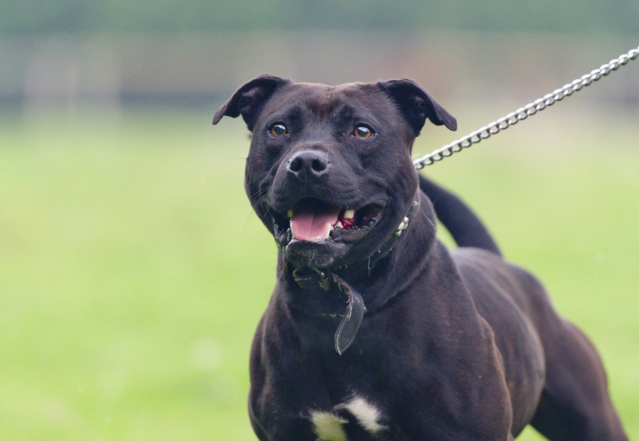 Staffordshire Bull Terrier