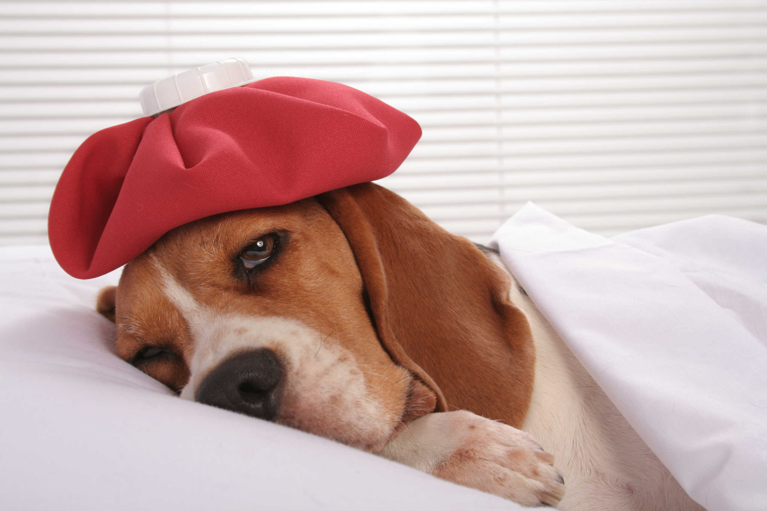 Cute sick little hound lying in bed with ice pack on her headSome other related images: