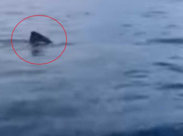 Η στιγμή που καρχαρίας στο Γύθειο κάνει κύκλους γύρω από την βάρκα των ψαράδων - Δείτε το βίντεο