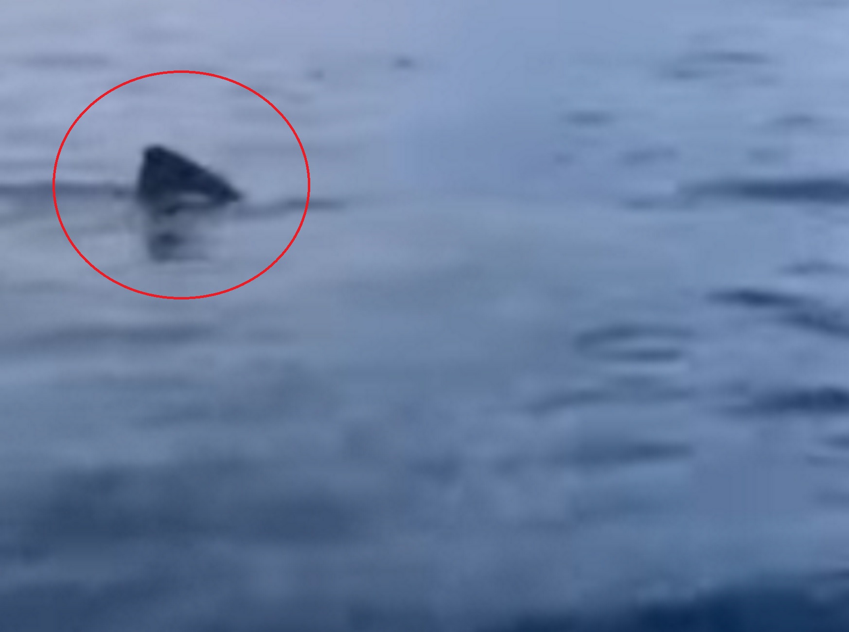 Λακωνία: Η στιγμή που καρχαρίας στο Γύθειο κάνει κύκλους γύρω από βάρκα ψαράδων, βίντεο