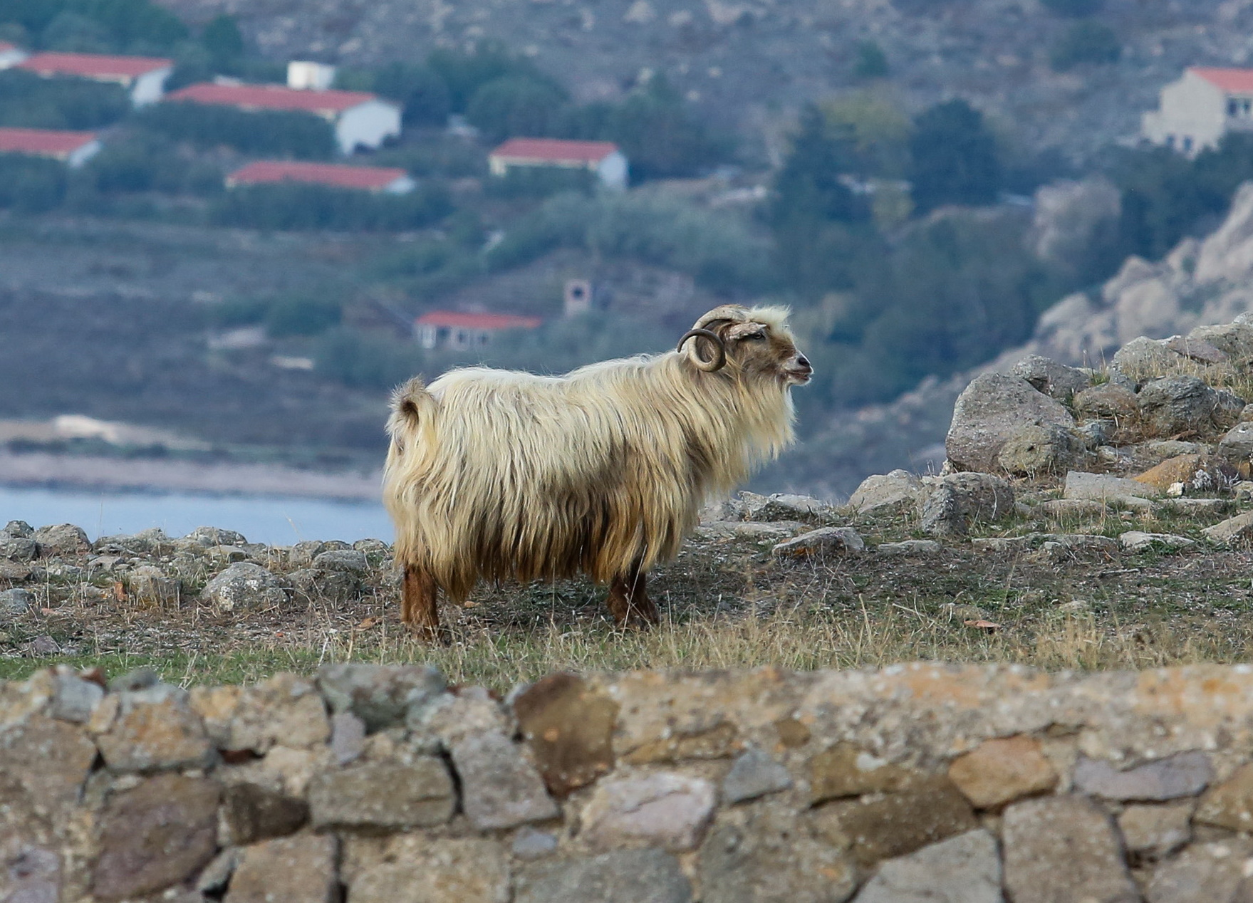 Τρίκαλα: Σε σοβαρή κατάσταση ηλικιωμένη μετά από επίθεση από κριάρι