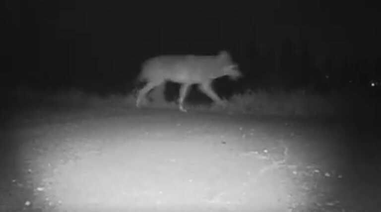 Η στιγμή που λύκος περνάει έξω από νηπιαγωγείο - Δείτε το βίντεο που αναστατώνει τις Σέρρες