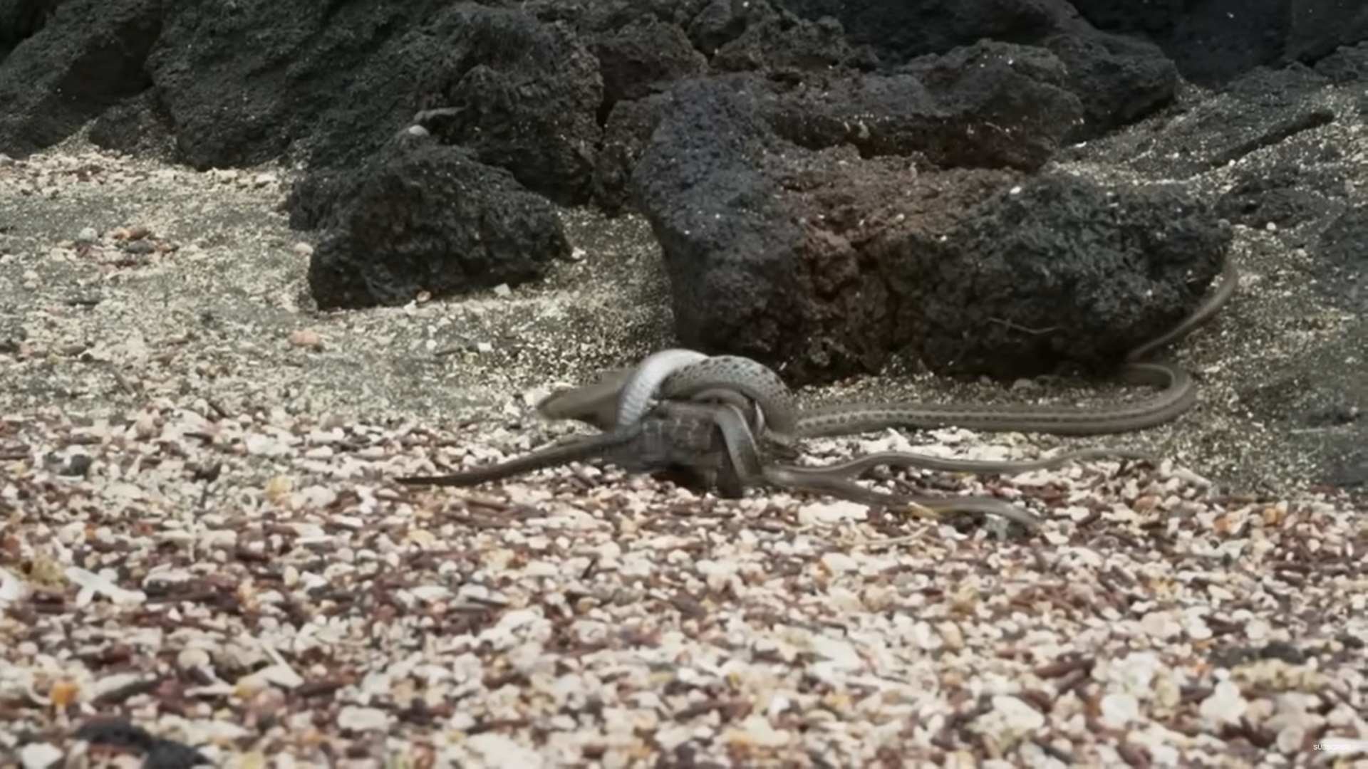 Φίδια κυνηγούν ιγκουάνα στην «πιο δραματική καταδίωξη» που έχει καταγραφεί ποτέ σε ντοκιμαντέρ