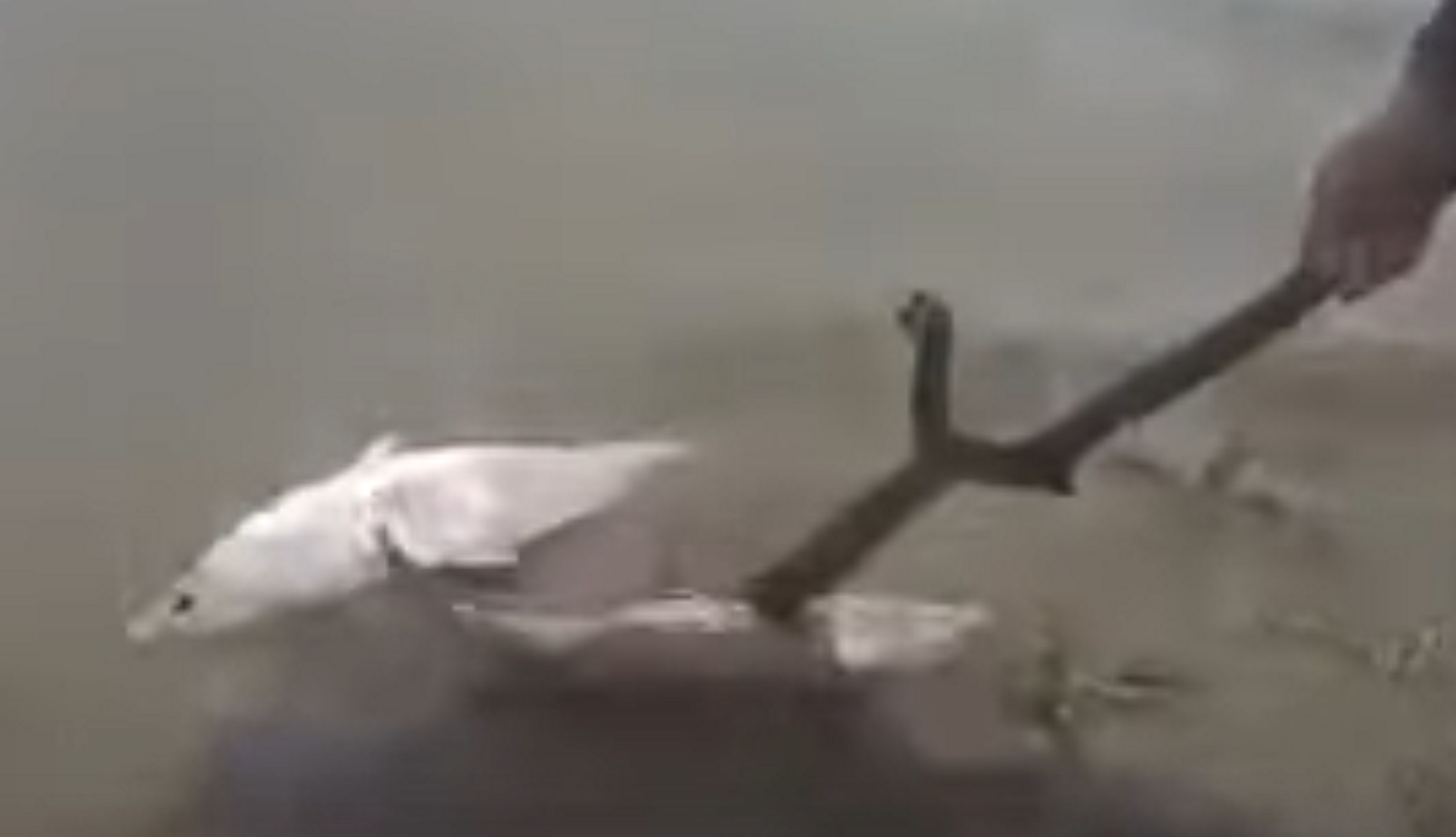Σέρρες: Νεκρά ψάρια στη λίμνη Κερκίνη, δείτε βίντεο από το σημείο