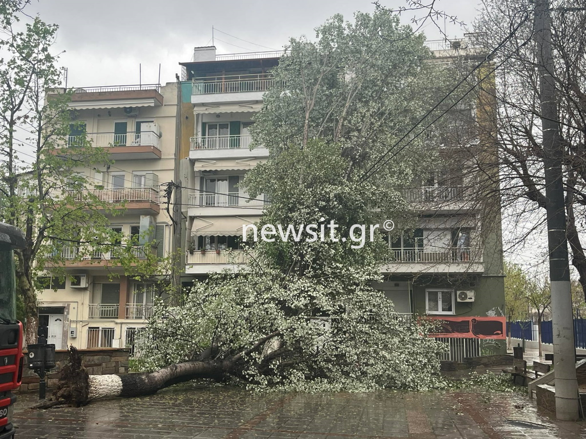 Κακοκαιρία «ILINA» – Θεσσαλονίκη: Δέντρο έπεσε σε καλώδια της ΔΕΗ από τους θυελλώδεις ανέμους