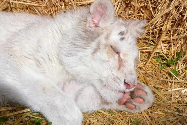 Πρόταση για ευθανασία στο λευκό τιγράκι που εγκαταλείφθηκε στο Αττικό Πάρκο - «Να μην υποφέρει άλλο»