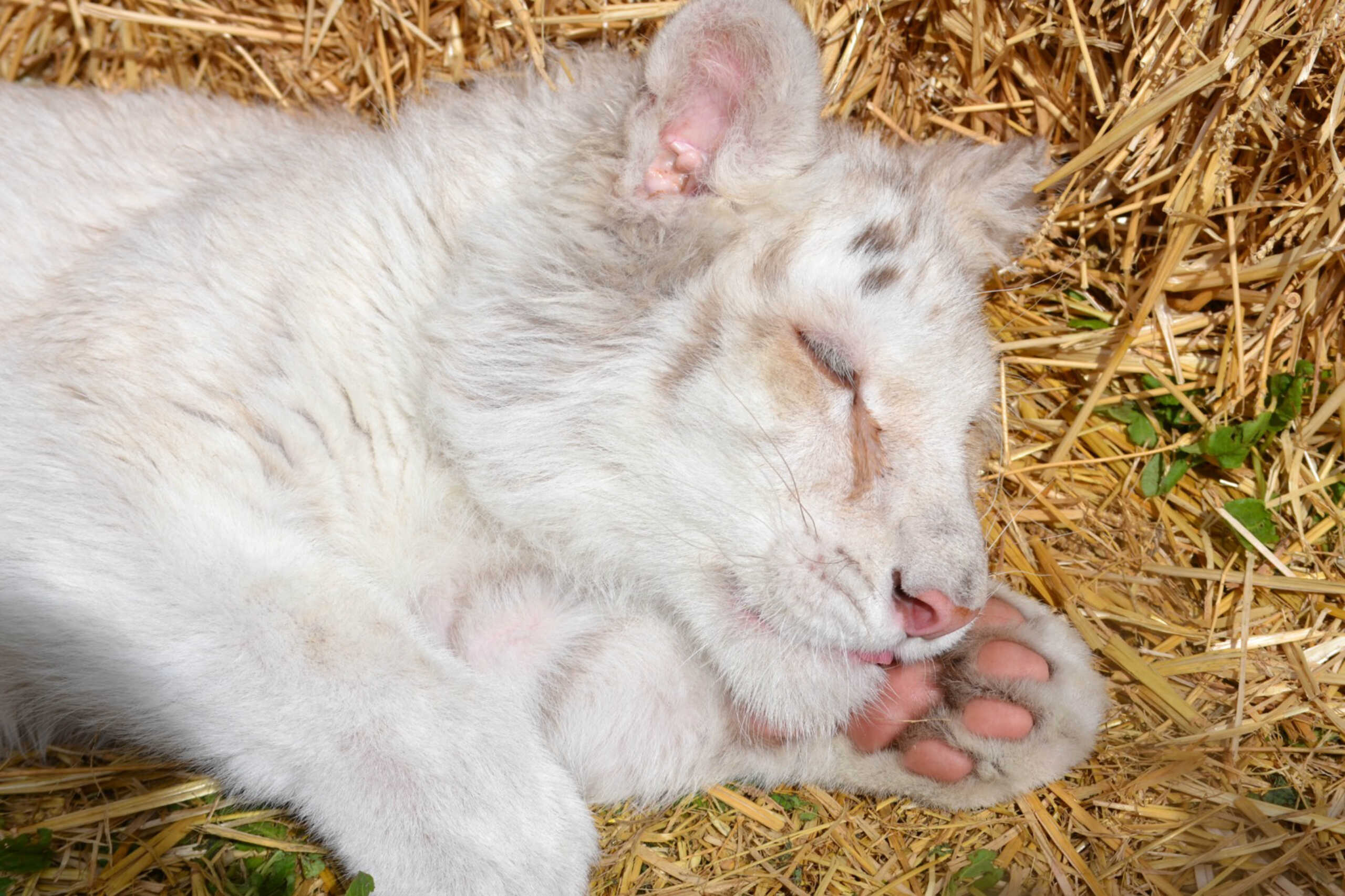 Πρόταση για ευθανασία στο λευκό τιγράκι που εγκαταλείφθηκε στο Αττικό Πάρκο