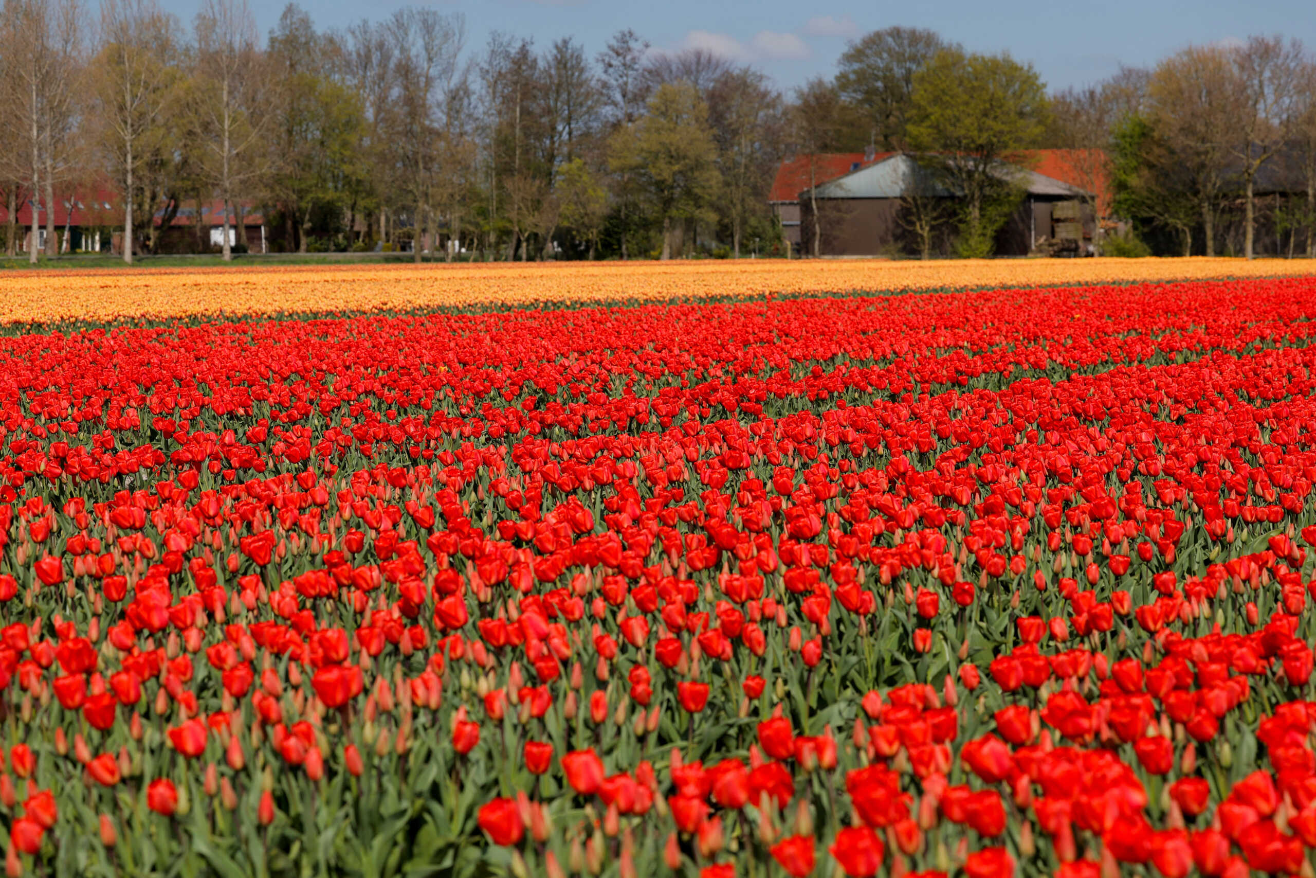 Tulips are seen at a field in Creil, Netherlands April 18, 2023. REUTERS