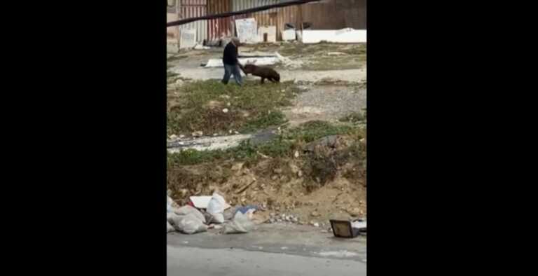 Δώρο αγάπης από πολίτη στο Ίλιον για παράλυτο σκύλο στην Κρήτη – Του έστειλε αναπηρικό καροτσάκι