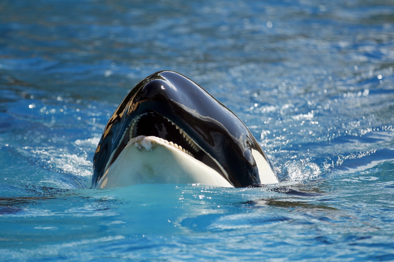 Τρόμος στα ανοιχτά του Γιβραλτάρ από φάλαινες όρκες: Κάνουν επιθέσεις σε σκάφη – Έχουν βυθίσει τρία