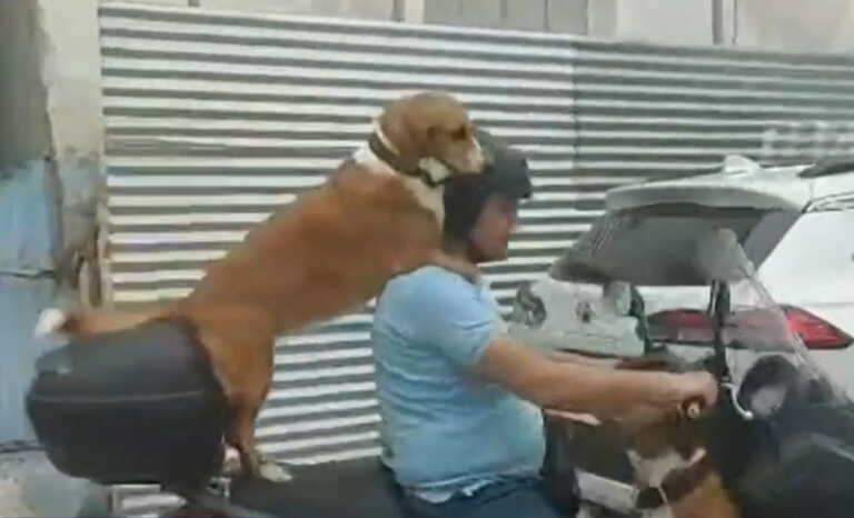 Ο 47χρονος Χανιώτης μιλά στο Live News για το τρικάβαλο με δύο σκυλιά - Τι είπε για το πρόστιμο των 1.500 ευρώ