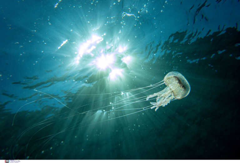 Σε ποιες θαλάσσιες περιοχές έχουν εμφανιστεί οι μωβ μέδουσες – Τι πρέπει να κάνετε αν σας τσιμπήσουν