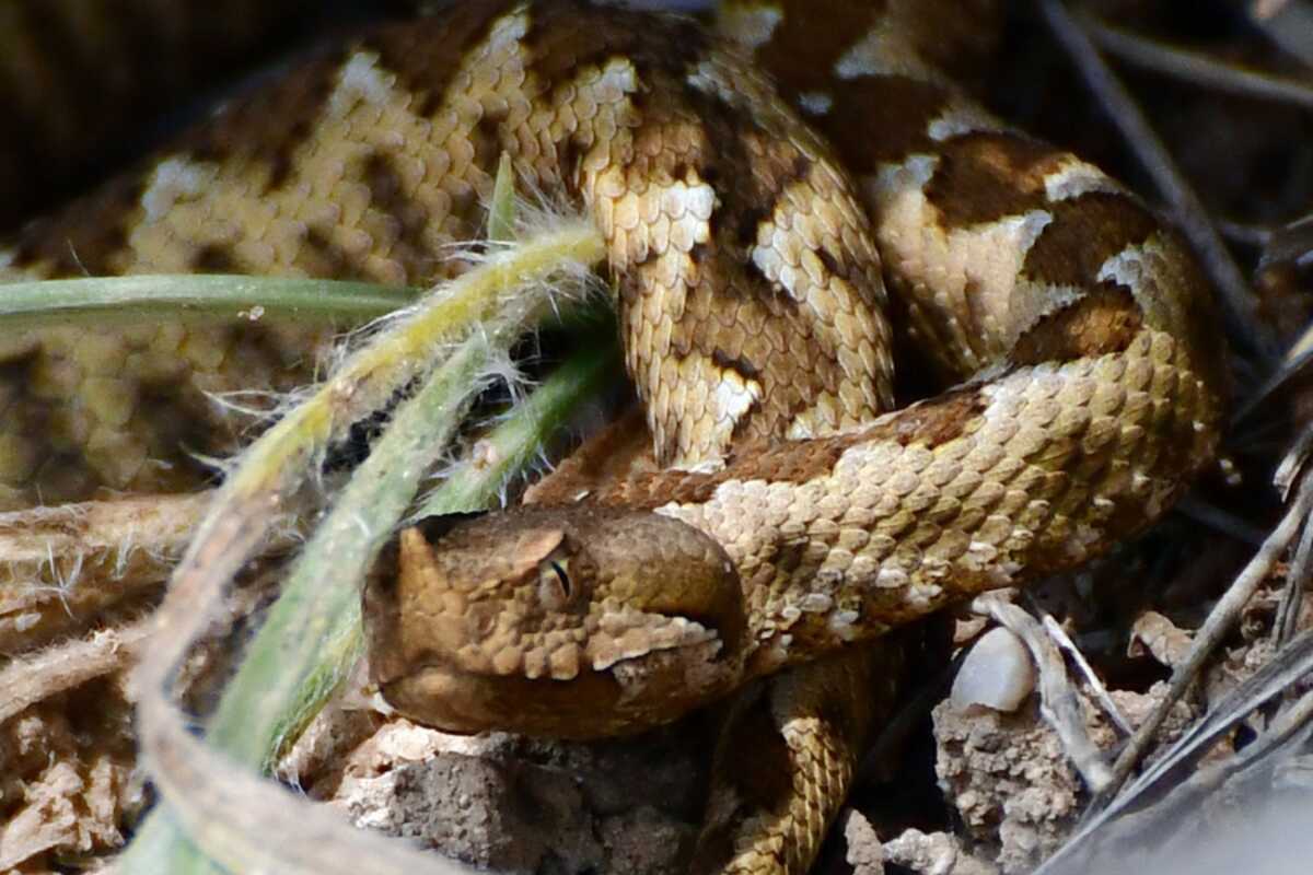 Τι πρέπει να κάνουμε αν μας δαγκώσει οχιά – Οι οδηγίες του ΕΚΑΒ που σώζουν ζωές