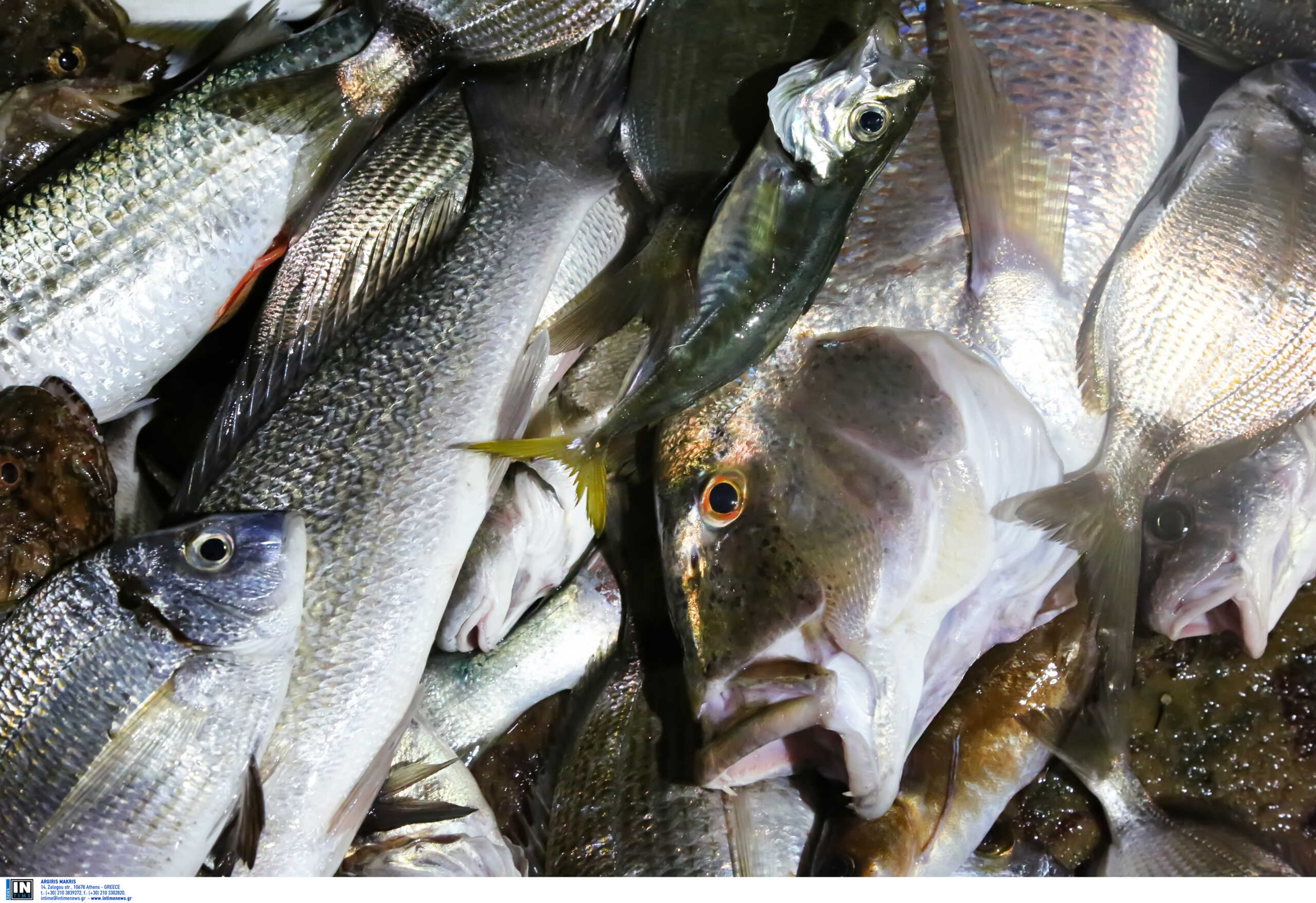 Κάρπαθος: Πολίτης κατήγγειλε στην αστυνομία ότι τηγάνιζαν ζωντανά ψάρια σε ταβέρνα
