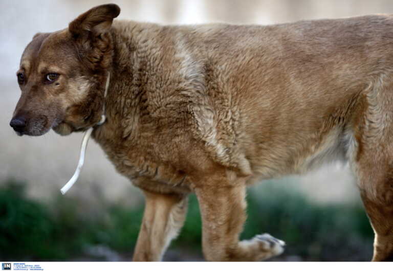 Φυλάκιση και πρόστιμο επειδή έσφαξε αδέσποτο σκύλο στη Θεσσαλονίκη - Στο άτυχο ζώο επιτέθηκε και το πίτμπουλ του