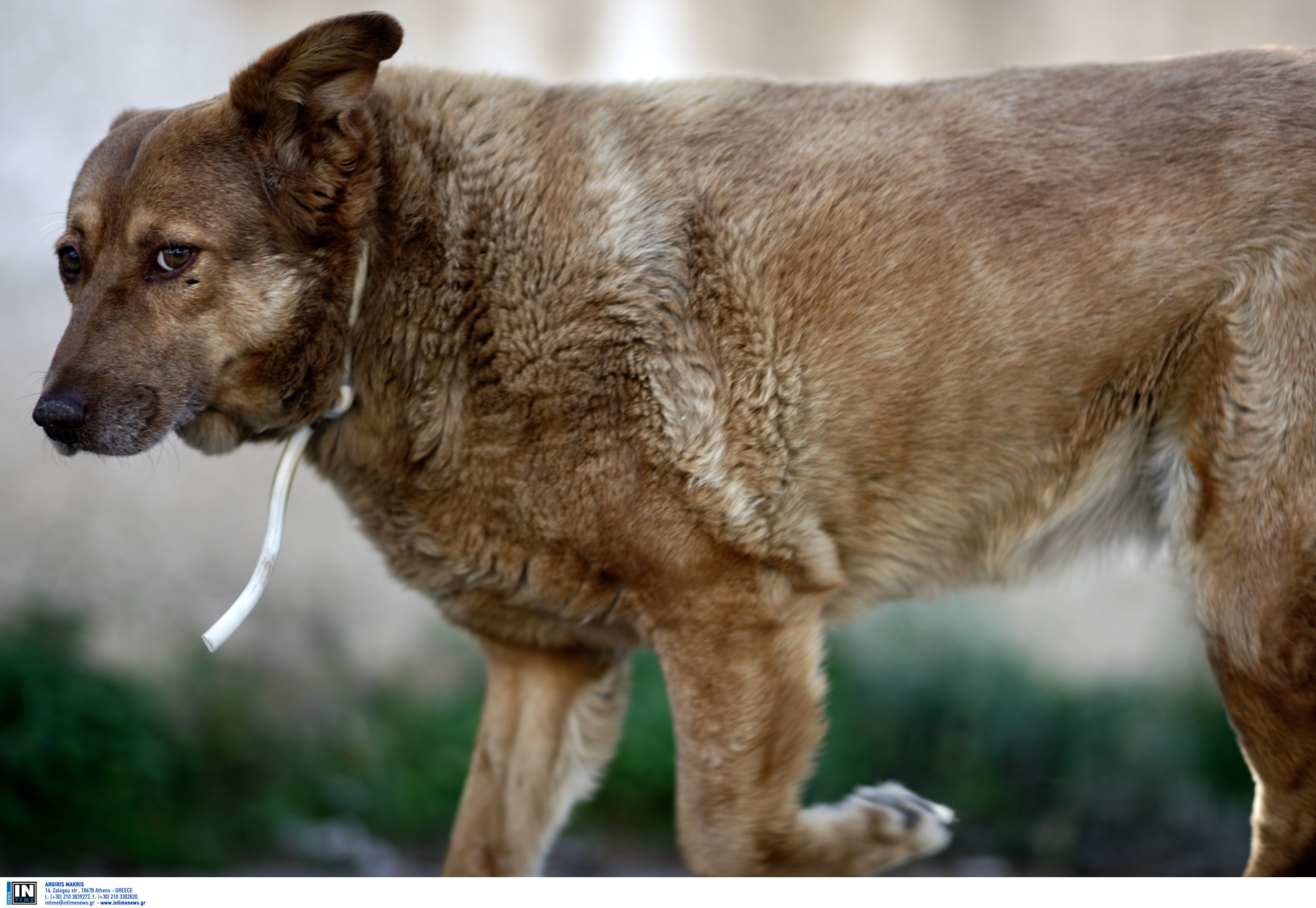Κιλκίς: Μαχαίρωσε αδέσποτο σκύλο μέχρι θανάτου – Στο άτυχο ζώο επιτέθηκε και το πίτμπουλ του 27χρονου