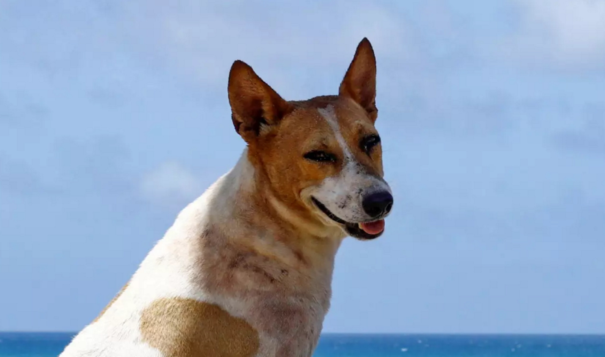 Πάτρα: Για απεγκλωβισμό σκύλου η πρώτη κλήση στην πυροσβεστική το 2024